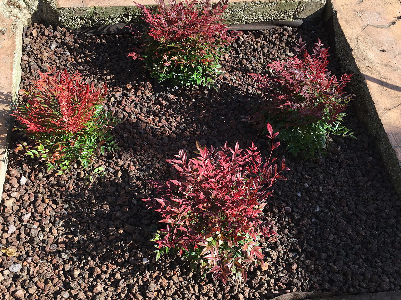 variedades de nandina enana