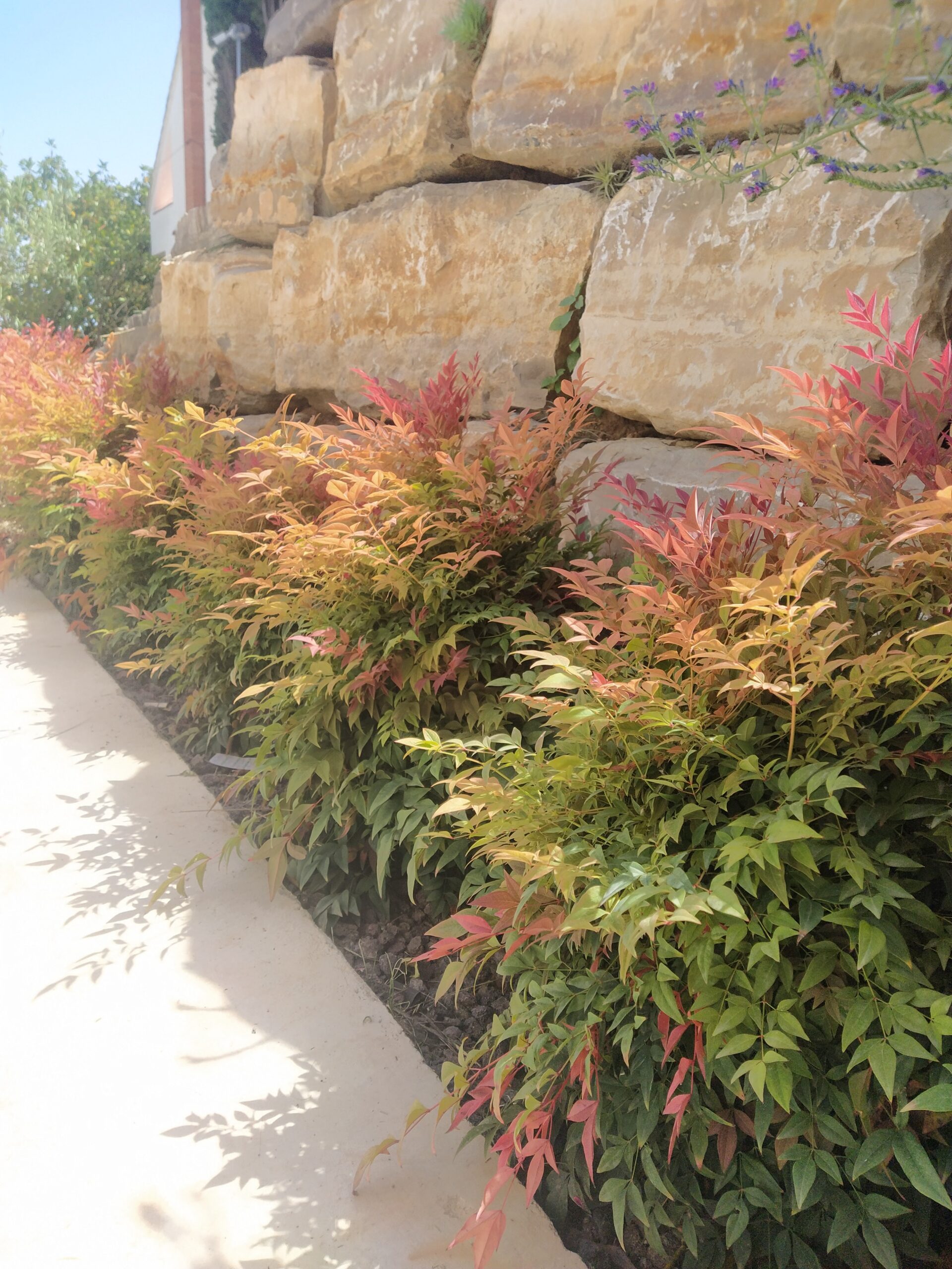 variedades de nandina enana